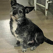 Killer a rejoint le concours — aidez-le/la à gagner de superbes lots ! dog, pet, indoor, wooden_floor, chair, small_dog, scruffy, black_and_white, cute, sitting, ears_up, curious, animal, domestic, furniture, floor, companion, portrait, looking_up, household
