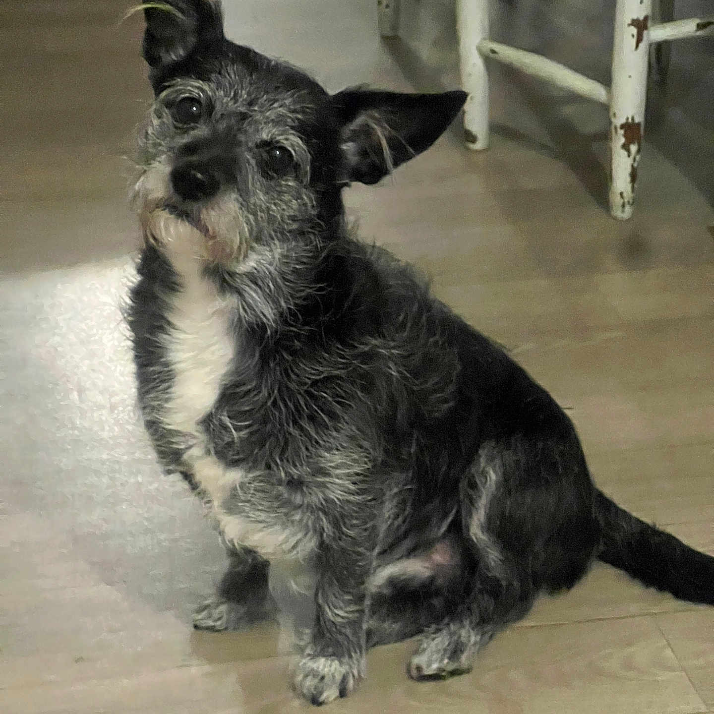 Killer a rejoint le concours — aidez-le/la à gagner de superbes lots ! dog, pet, indoor, wooden_floor, chair, small_dog, scruffy, black_and_white, cute, sitting, ears_up, curious, animal, domestic, furniture, floor, companion, portrait, looking_up, household