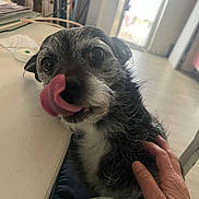 Killer a rejoint le concours — aidez-le/la à gagner de superbes lots ! animal, black_and_white, close_up, companion, curled_tongue, cute, dog, friendly, fur, hand, human_hand, indoor, licking, natural_light, pet, room, scruffy, table, tongue, window