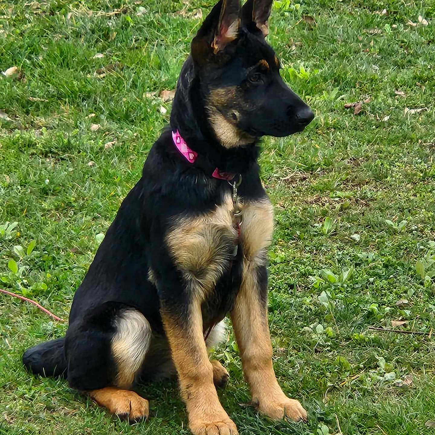 Annie joined the competition — help win amazing prizes! animal, canine, dog, germanshepherd, grass, pet, plant, policedog, puppy