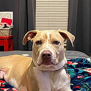 Moose is registered to the contest to win money with this photo: animal, basket, bed, blanket, brown, calm, canine, collar, cozy, curtains, dog, floral_pattern, furniture, indoor, pet, portrait, resting, table, white, window_blinds