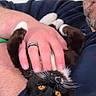 cat, person, hand, orange_eyes, black_and_white_cat, beard, glasses, ring, blue_clothing, indoor, pet, cute, feline, holding, relaxed, close_up, whiskers, fur, domestic_animal, resting