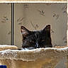 cat, black_cat, pet, animal, feline, ears, whiskers, eyes, indoor, cozy, cat_tree, fur, resting, peeking, sitting, home, cute, domestic_animal, relaxed, curious