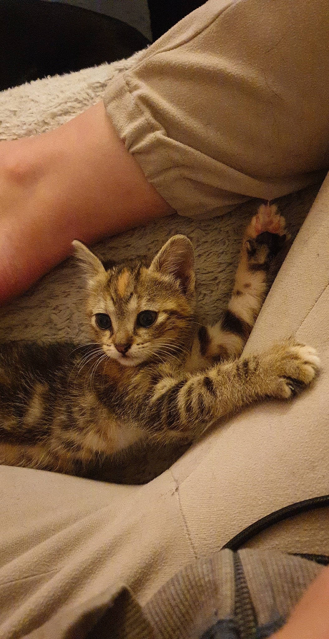 Ruby participe au concours pour gagner de l'argent avec cette photo : american_shorthair, arabian_mau, asian, bengal, california_spangled, carnivore, cat, domestic_short_haired_cat, dragon_li, egyptian_mau, european_shorthair, felidae, kitten, mammal, ocelot, savannah, small_to_medium_sized_cats, tabby_cat, vertebrate, whiskers