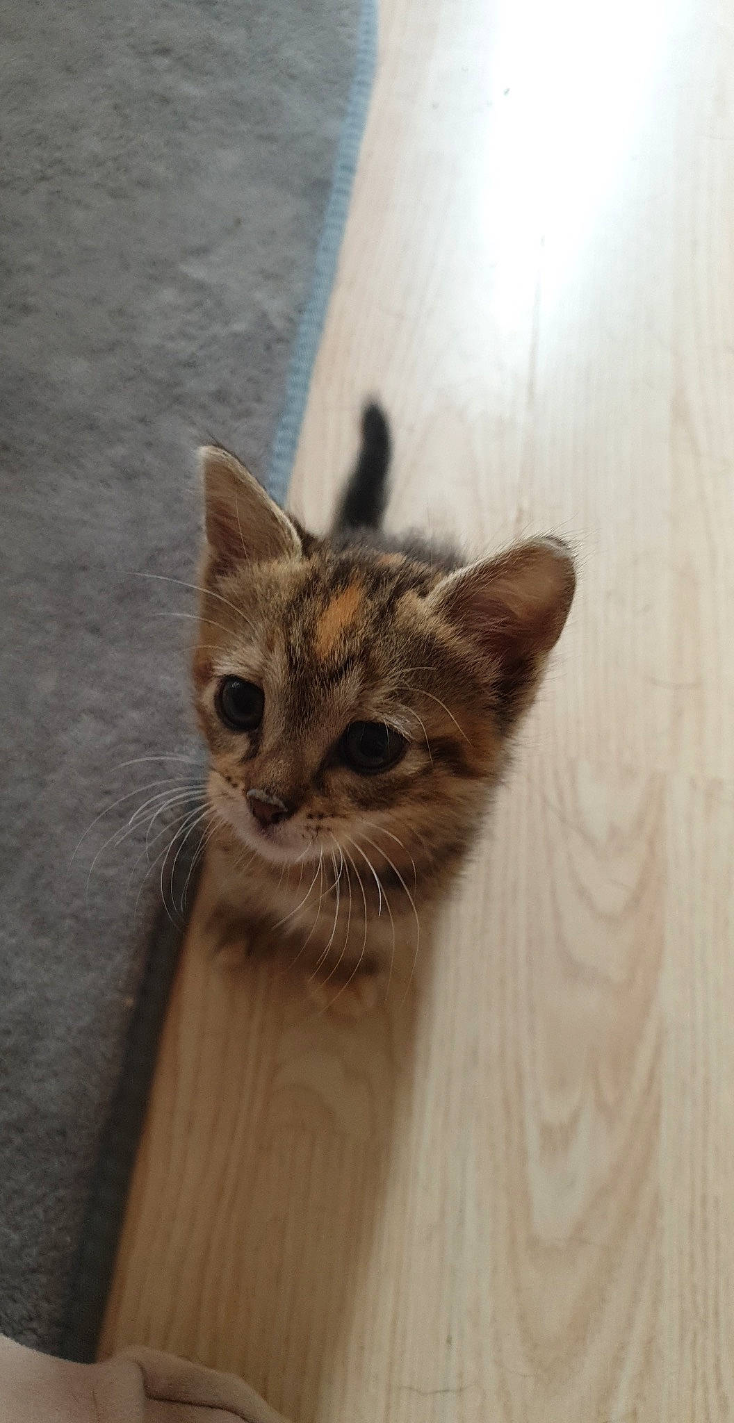 Ruby participe au concours pour gagner de l'argent avec cette photo : aegean_cat, asian, carnivore, cat, domestic_short_haired_cat, european_shorthair, fawn, felidae, kitten, mammal, ojos_azules, small_to_medium_sized_cats, somali, tabby_cat, tail, whiskers