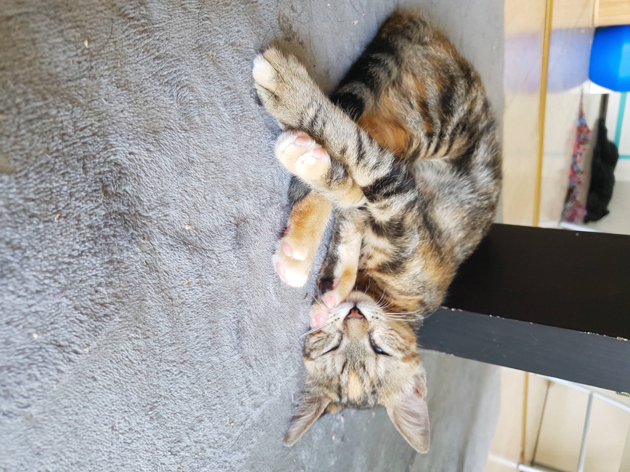 Ruby a rejoint le concours — aidez-le/la à gagner de superbes lots ! aegean_cat, bengal, carnivore, cat, claw, domestic_short_haired_cat, dragon_li, egyptian_mau, european_shorthair, felidae, fur, kitten, paw, pixie_bob, small_to_medium_sized_cats, sokoke, tabby_cat, tail, toyger, whiskers