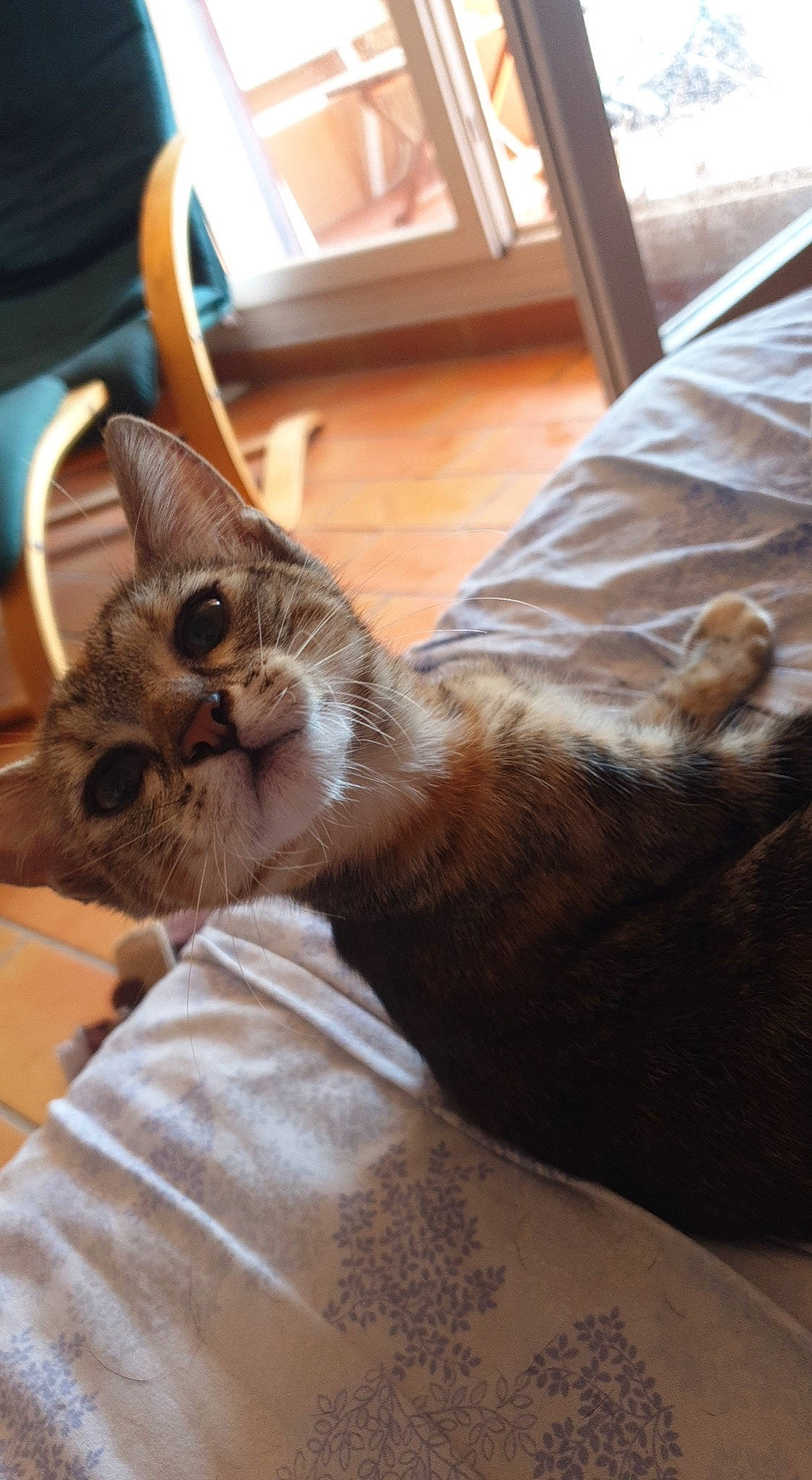 Ruby participe au concours pour gagner de l'argent avec cette photo : asian, carnivore, cat, domestic_short_haired_cat, ear, european_shorthair, fawn, felidae, fur, kitten, mammal, small_to_medium_sized_cats, snout, tabby_cat, whiskers