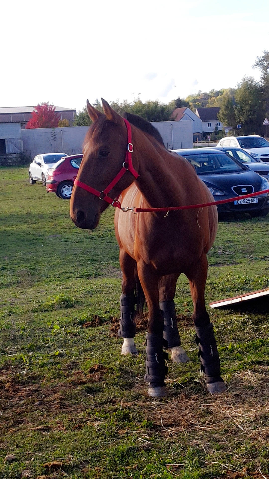Unique Danely participe au concours pour gagner de l'argent avec cette photo : bridle, farm, grass, halter, horse, horse_harness, horse_like_mammal, horse_supplies, horse_tack, mane, mare, mustang_horse, pack_animal, pasture, ranch, rein, saddle, snout, stallion, tree