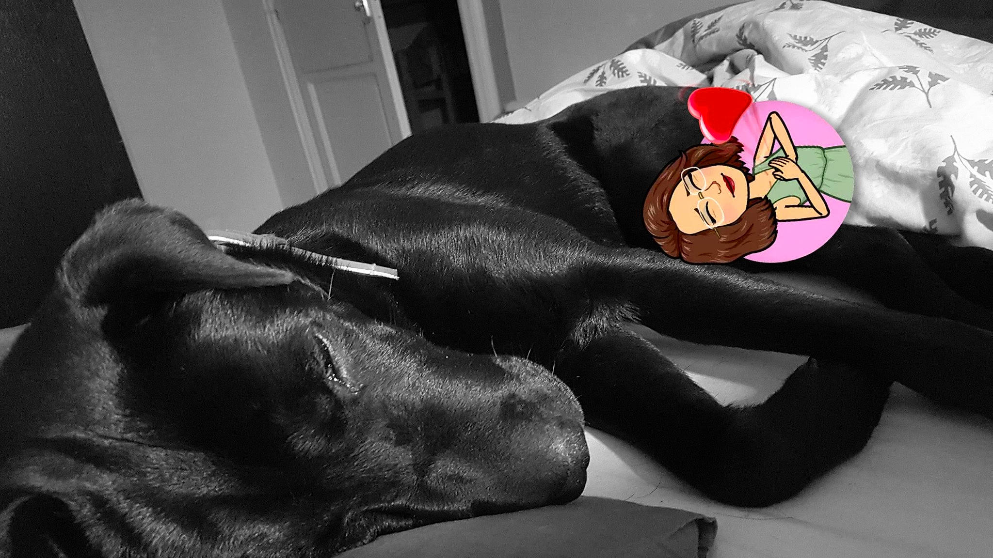 Noomba participe au concours pour gagner de l'argent avec cette photo : black, carnivoran, dog, dog_breed, dog_like_mammal, ear, labrador_retriever, mammal, nap, puppy, snout, sporting_group, vertebrate