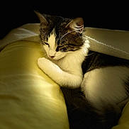 Tokyo participe au concours pour gagner de l'argent avec cette photo : cat, sleeping, blanket, cozy, fur, pet, animal, resting, indoor, warm_light, white, brown, black, closeup, soft_texture, quiet, peaceful, comfort, cute, domestic