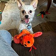 Prince is registered to the contest to win money with this photo: collar, couch, cute, dog, ears_up, floor, furniture, happy, home, indoor, looking_up, pet, pet_bed, playful, plush_toy, rug, small_dog, tongue_out, toy, wood_floor