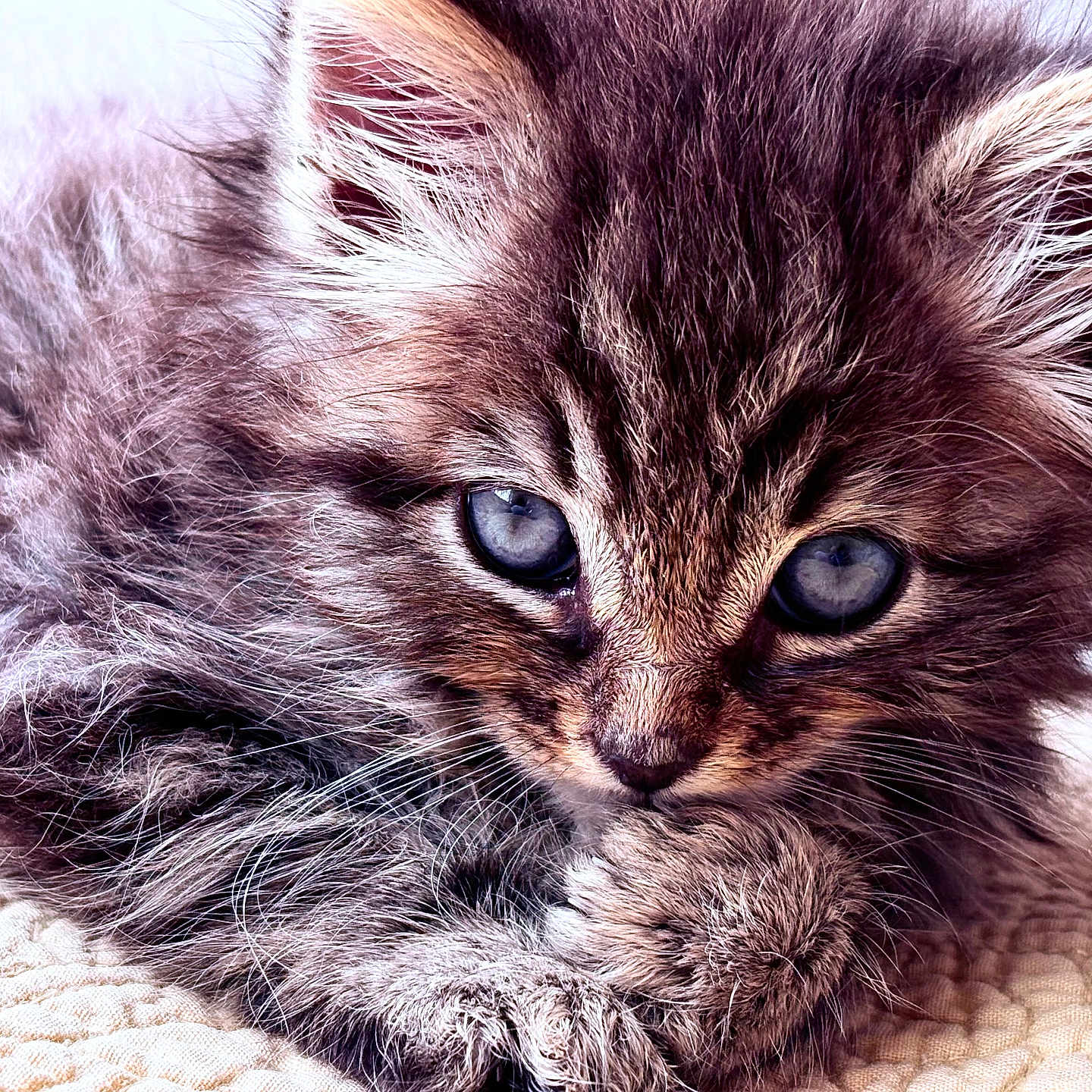 Mittenz