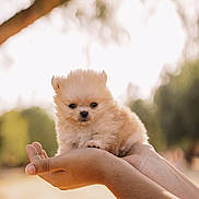 Jiraiya joined the competition — help win amazing prizes! adorable, animal, brown, closeup, cute, dog, fluffy, fur, hands, holding, nature, outdoor, pet, portrait, puppy, small, soft_light, sunlight, tree, young