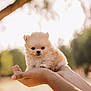 adorable, animal, brown, closeup, cute, dog, fluffy, fur, hands, holding, nature, outdoor, pet, portrait, puppy, small, soft_light, sunlight, tree, young