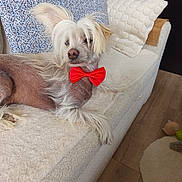 Curt participe au concours pour gagner de l'argent avec cette photo : dog, chinese_crested, bow_tie, couch, pillow, indoor, pet, relaxed, fur, hair, wood_floor, blanket, cozy, furniture, animal, companion, cute, small_dog, home, laying_down