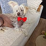 dog, chinese_crested, bow_tie, couch, pillow, indoor, pet, relaxed, fur, hair, wood_floor, blanket, cozy, furniture, animal, companion, cute, small_dog, home, laying_down