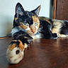 cat, calico, feline, paw, stretching, relaxed, wooden_surface, indoor, green_eyes, fur, whiskers, closeup, pet, animal, domestic_cat, laying_down, resting, cute, household, portrait