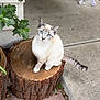 cat, blue_eyes, tree_stump, plant, greenery, concrete, porch, outdoor, animal, pet, feline, curious, sitting, tail, whiskers, ears, nature, sidewalk, door, house