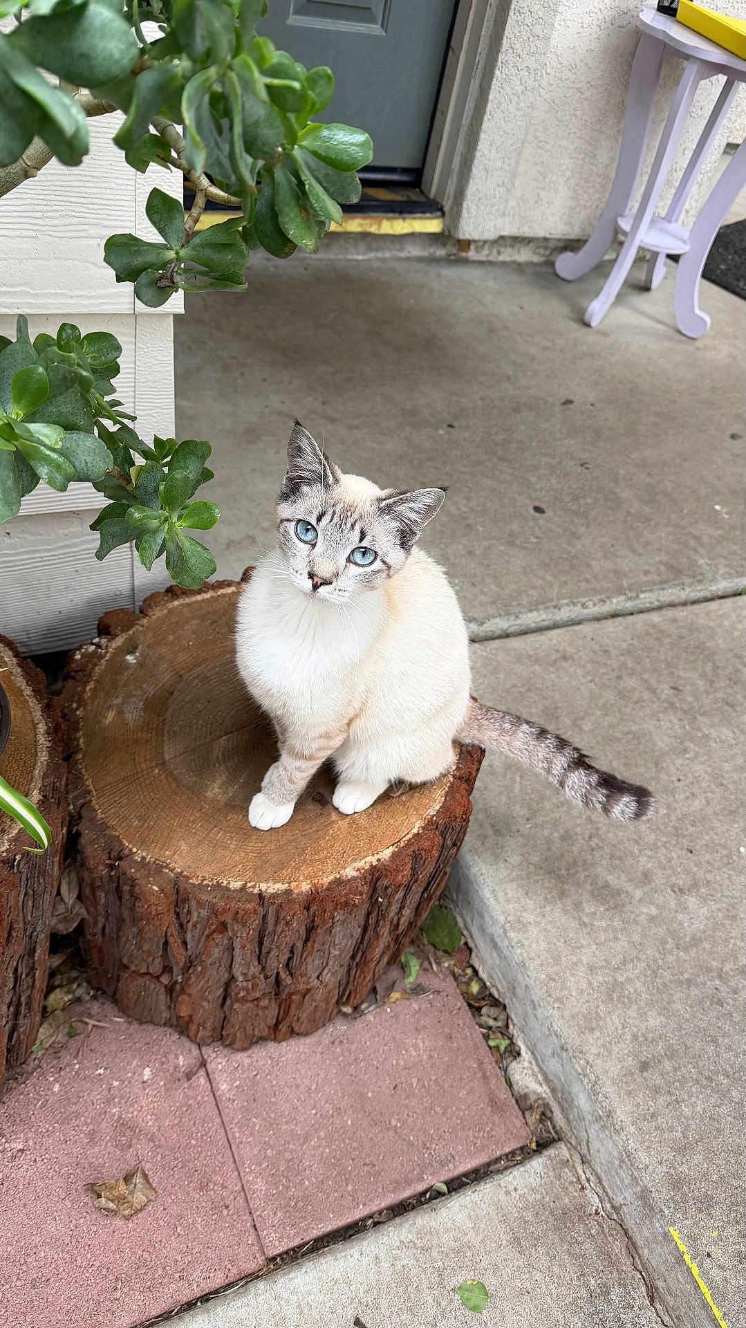 Robin is registered to the contest to win money with this photo: cat, blue_eyes, tree_stump, plant, greenery, concrete, porch, outdoor, animal, pet, feline, curious, sitting, tail, whiskers, ears, nature, sidewalk, door, house