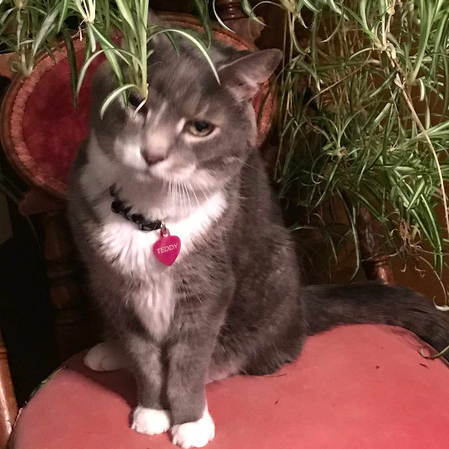 Teddy White Paws is registered to the contest to win money with this photo: animal, cat, chair, collar, curious, domestic_cat, feline, furniture, gray_cat, green_leaves, home_interior, houseplant, indoor_plant, pet, pet_tag, pink_cushion, sitting, tail, whiskers, white_paws