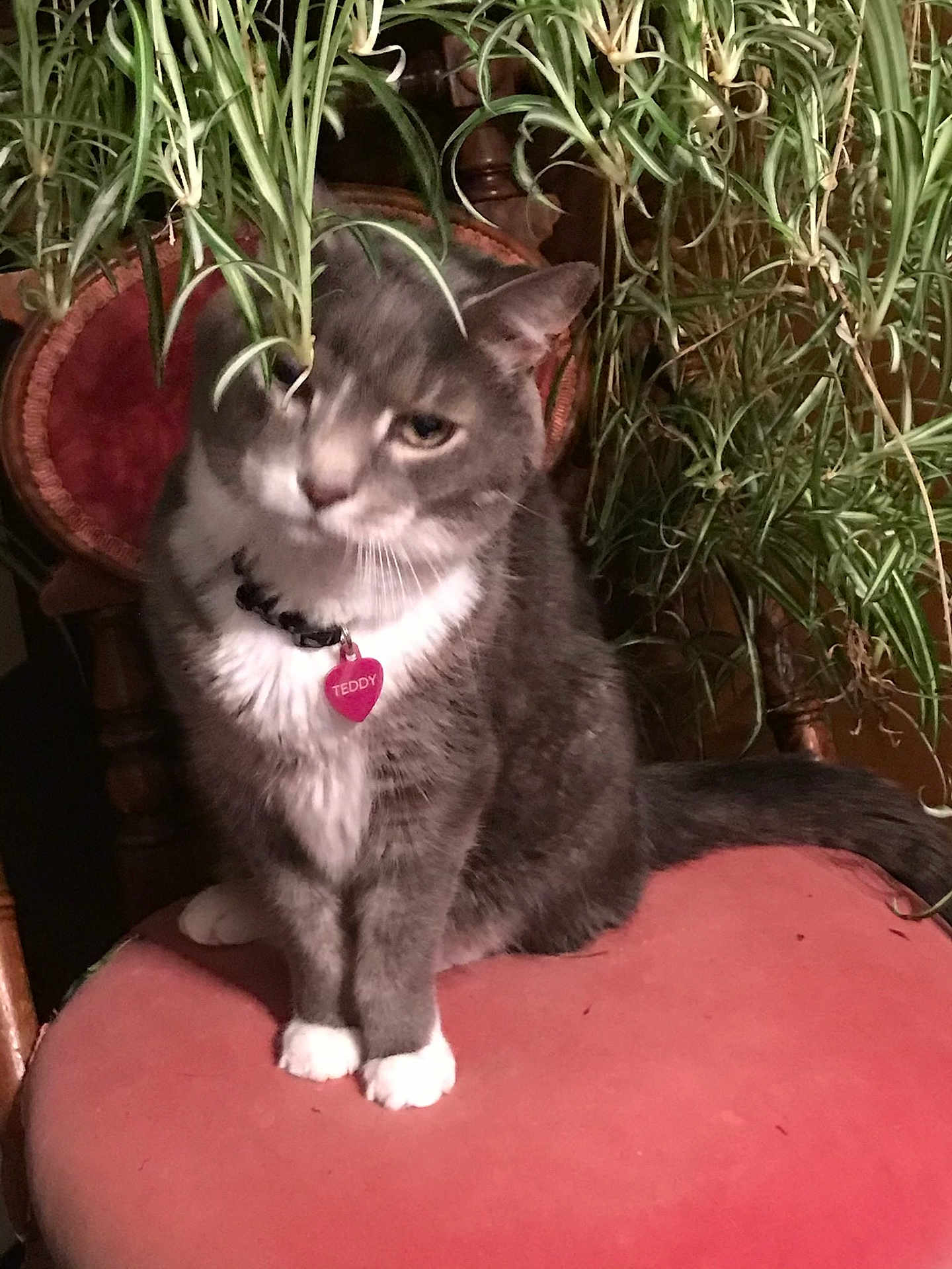 Teddy White Paws is registered to the contest to win money with this photo: cat, gray_cat, white_paws, collar, pet_tag, chair, pink_cushion, indoor_plant, green_leaves, feline, pet, sitting, curious, furniture, home_interior, animal, whiskers, tail, domestic_cat, houseplant