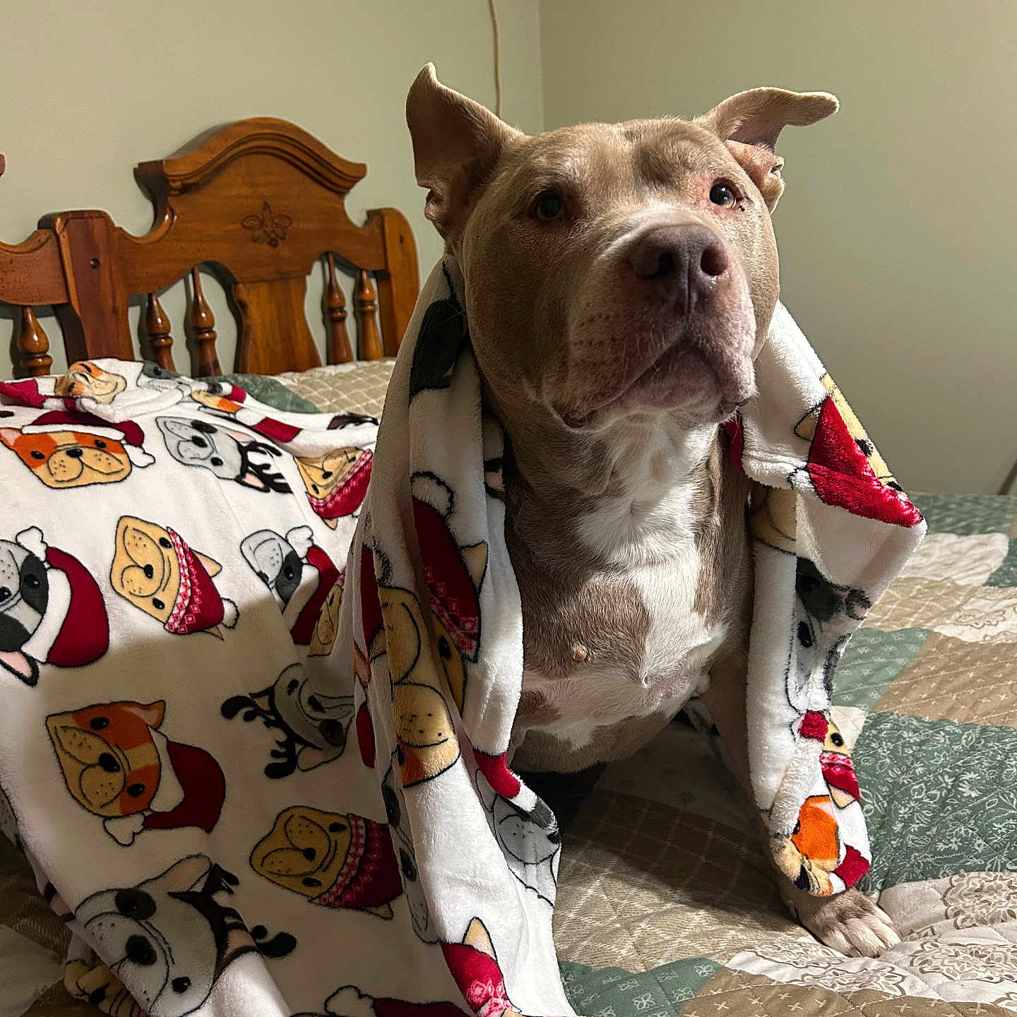 Gottie joined the competition — help win amazing prizes! animal, bed, blanket, canine, cozy, decor, dog, ears, expression, fur, home, indoor, lamp, nostrils, paws, pet, portrait, quilt, resting, wooden_headboard