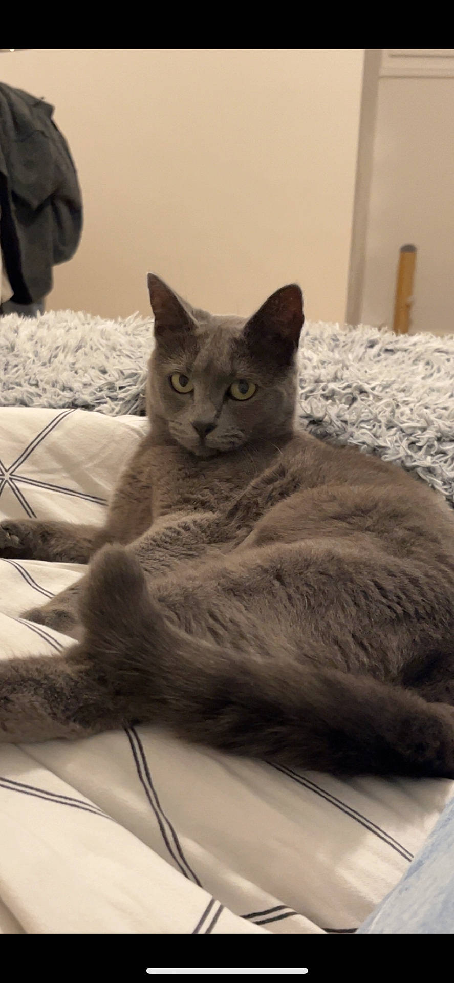 Souris participe au concours pour gagner de l'argent avec cette photo : abyssinian, adult, animal, bed, blackcat, blanket, cat, couch, furniture, hardwood, homedecor, kitten, linen, male, man, manx, person, pet, siamese, wood