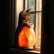 Jinx is registered to the contest to win money with this photo: cat, kitten, tabby, window, salt_lamp, lamp, light, glowing, paws, curious, indoor, cozy, warm_light, sunlight, quiet, resting, animal, pet, feline, contemplative