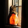 cat, kitten, tabby, window, salt_lamp, lamp, light, glowing, paws, curious, indoor, cozy, warm_light, sunlight, quiet, resting, animal, pet, feline, contemplative