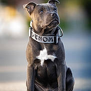 Venom participe au concours pour gagner de l'argent avec cette photo : animal, bokeh, canine, collar, cute, daylight, dog, ears, gray_fur, looking_up, outdoor, paws, pet, portrait, puppy, short_fur, sitting, street, venom, white_patch