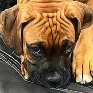 Molly is registered to the contest to win money with this photo: dog, brown_dog, close_up, wrinkles, ears, paw, leather, black_leather, pet, animal, cute, portrait, lying_down, face, furrowed_brow, expressive_eyes, puppy, domestic_animal, indoors, resting