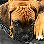 dog, brown_dog, close_up, wrinkles, ears, paw, leather, black_leather, pet, animal, cute, portrait, lying_down, face, furrowed_brow, expressive_eyes, puppy, domestic_animal, indoors, resting