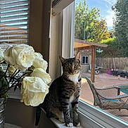 Koukla joined the competition — help win amazing prizes! animal, backyard, cat, chair, curious, domestic_animal, fence, flowers, greenery, indoor, outdoor, patio, pet, plant, sunlight, tabby_cat, table, white_roses, window, windowsill
