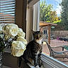 animal, backyard, cat, chair, curious, domestic_animal, fence, flowers, greenery, indoor, outdoor, patio, pet, plant, sunlight, tabby_cat, table, white_roses, window, windowsill