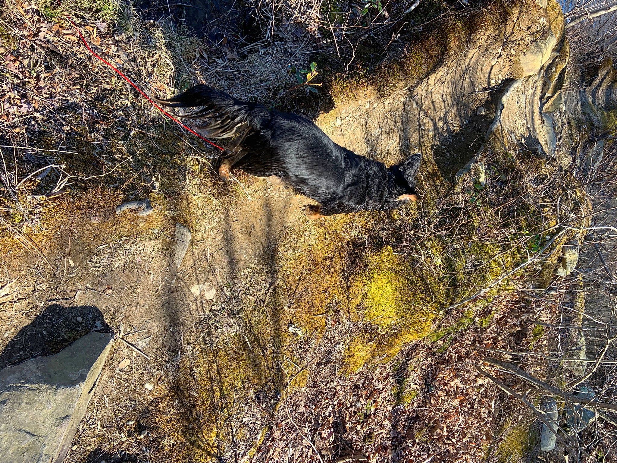 Pepper joined the competition — help win amazing prizes! bedrock, cliff, fault, formation, geological_phenomenon, geology, grass, outcrop, plant, rock, shadow, tree, water