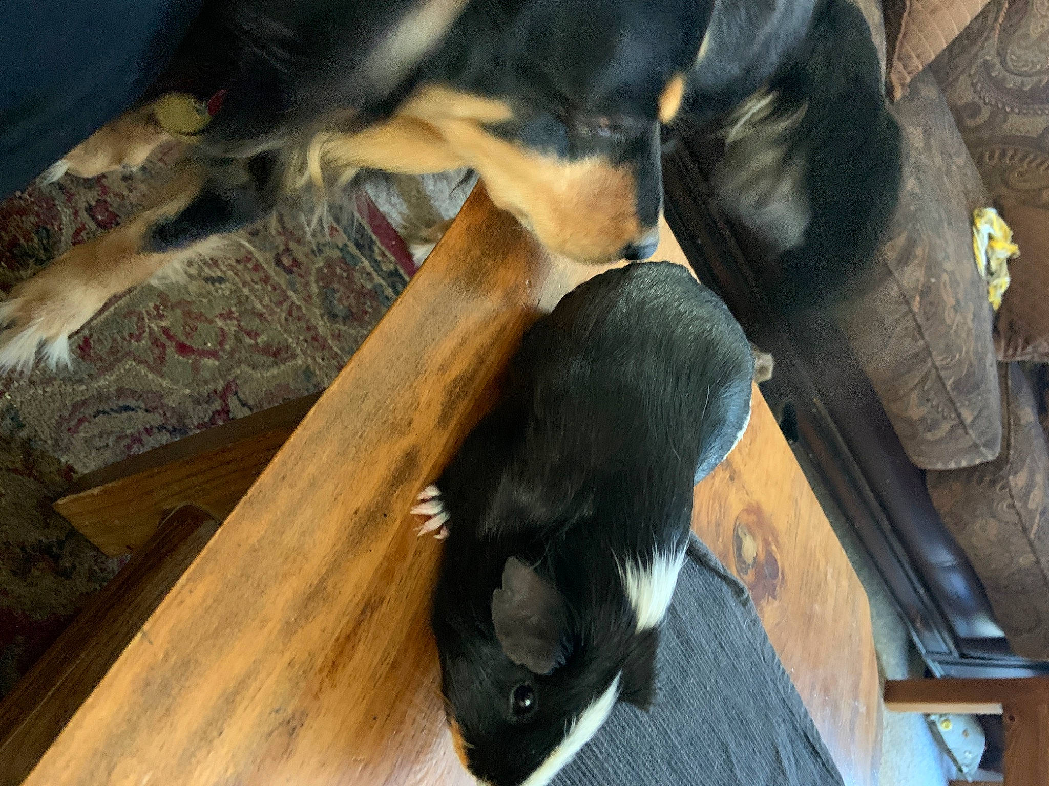 Pepper joined the competition — help win amazing prizes! canidae, carnivore, dog, dog_breed, sporting_group, tail, wood