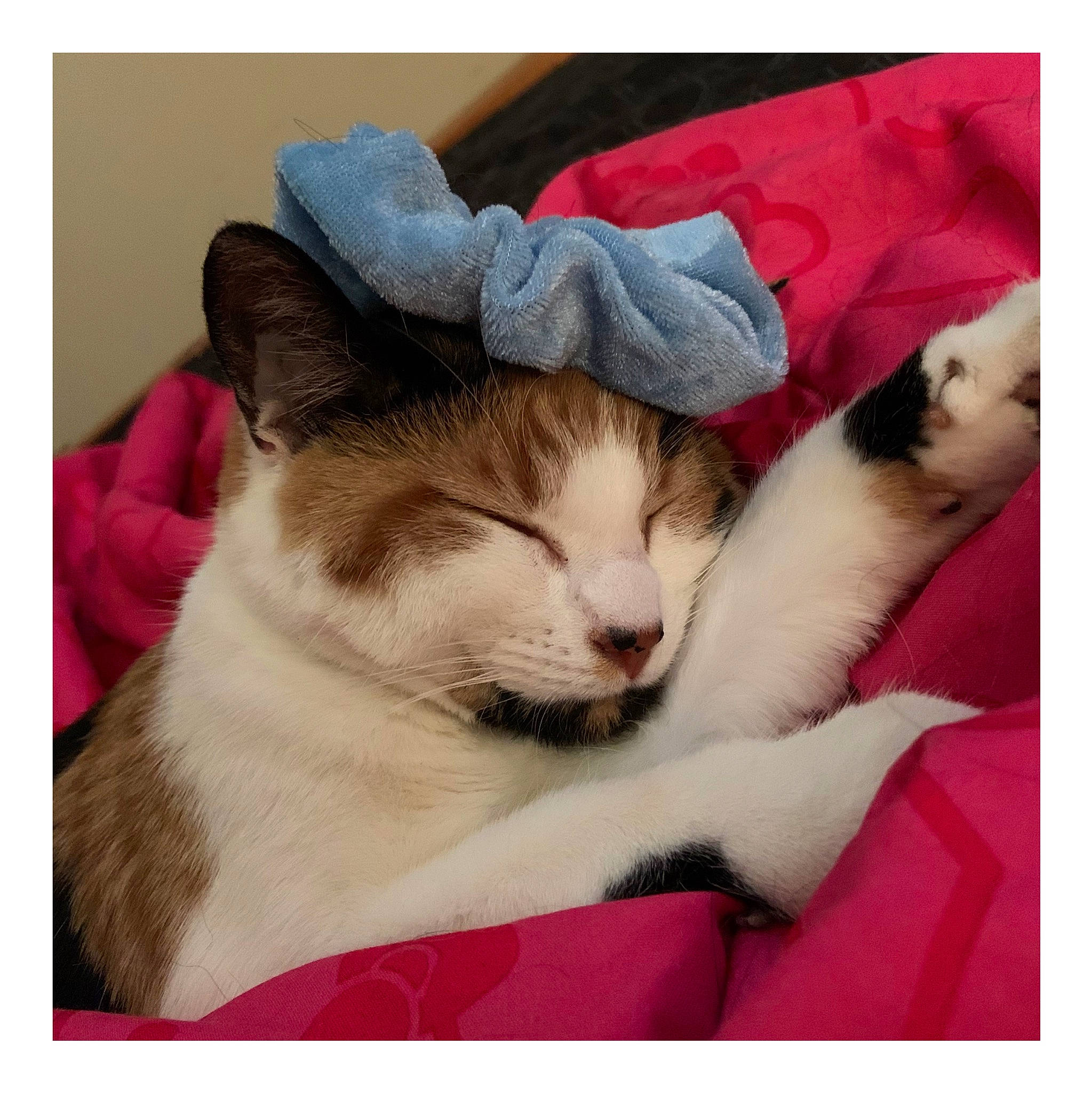 Kief is registered to the contest to win money with this photo: aegean_cat, american_wirehair, asian, carnivore, cat, domestic_short_haired_cat, european_shorthair, felidae, fur, kitten, nap, nose, paw, photo_caption, sleep, small_to_medium_sized_cats, snapshot, snout, square, whiskers