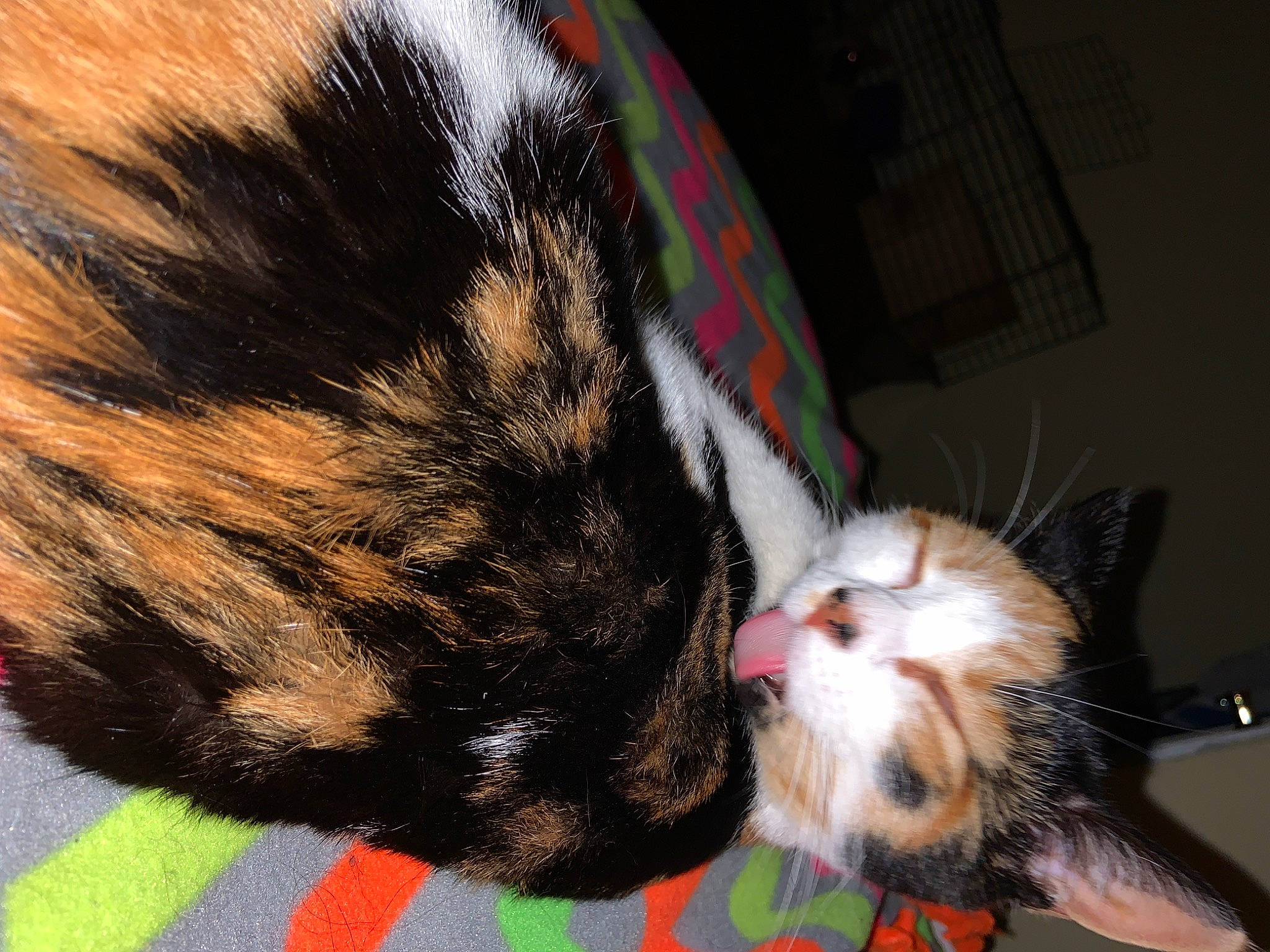 Kief is registered to the contest to win money with this photo: canidae, carnivore, cat, claw, ear, fur, small_to_medium_sized_cats, tail, whiskers