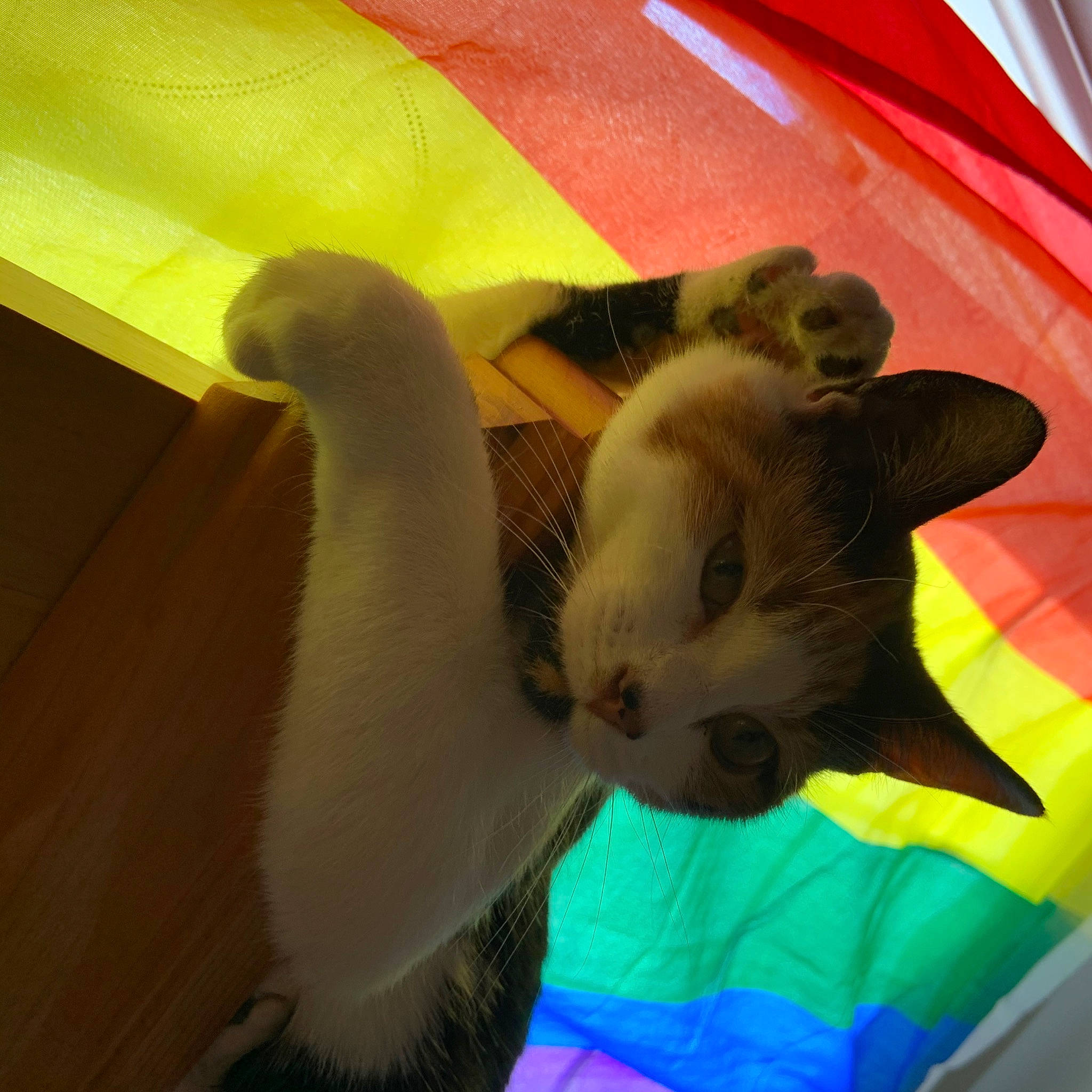 Kief joined the competition — help win amazing prizes! birman, carnivore, cat, fawn, felidae, fur, kitten, skin, small_to_medium_sized_cats, tail, tonkinese, whiskers