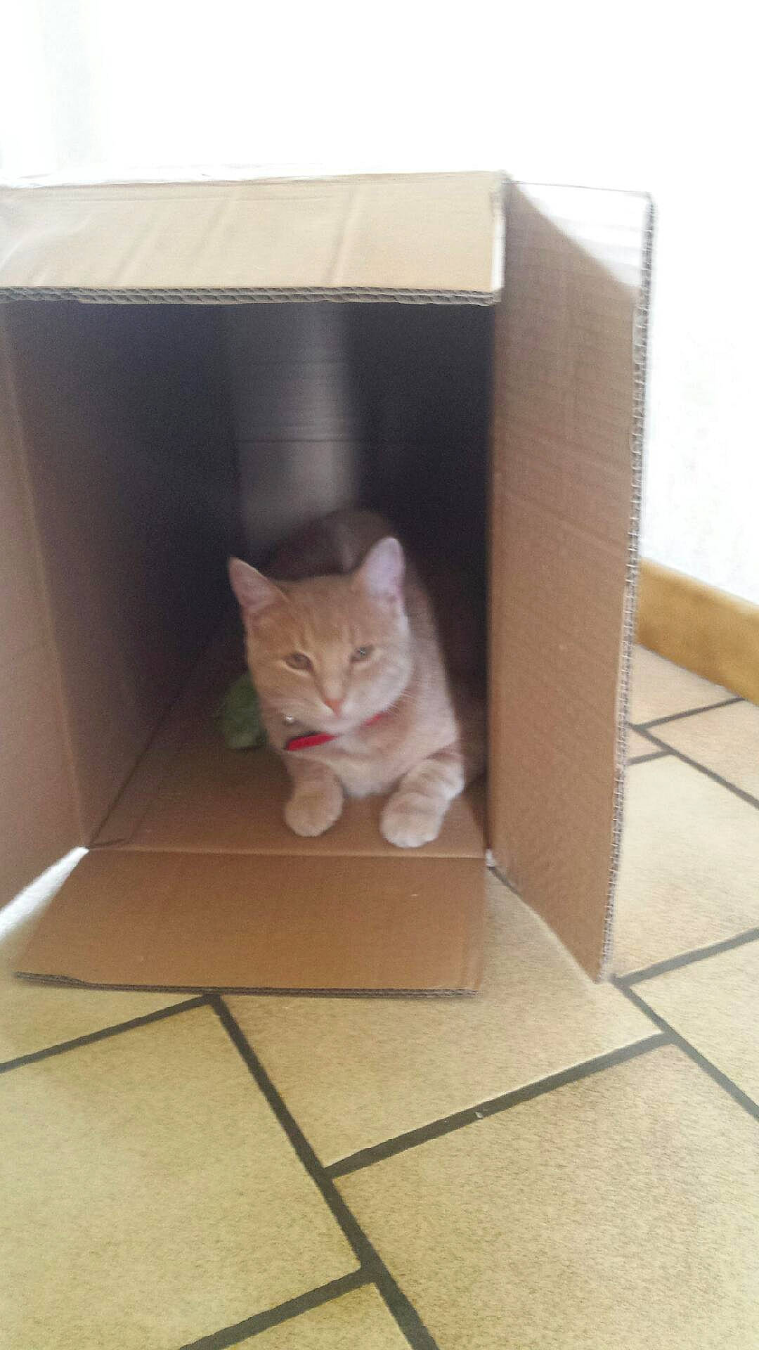 Pitchou a rejoint le concours — aidez-le/la à gagner de superbes lots ! box, british_shorthair, cardboard, carnivore, carton, cat, domestic_short_haired_cat, european_shorthair, fawn, felidae, floor, kitten, packaging_and_labeling, small_to_medium_sized_cats, tabby_cat, tail, tile, whiskers