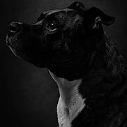 Iros a rejoint le concours — aidez-le/la à gagner de superbes lots ! animal, black_and_white, canine, close_up, dark_background, dog, domestic_animal, ears, expression, fur, looking_away, mammal, monochrome, pet, portrait, side_profile, snout, studio_light, texture, whiskers