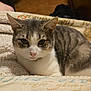 cat, tabby_cat, feline, pet, blanket, cozy, indoor, portrait, whiskers, ears, green_eyes, pink_nose, fur, close_up, relaxed, sitting, domestic_animal, home, bed, looking_at_camera