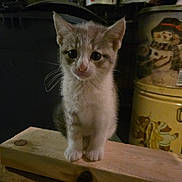 Miss Kitty is registered to the contest to win money with this photo: kitten, cat, wood, tins, snowman, teddy_bear, vintage, indoor, pet, animal, curious, small, feline, portrait, dim_lighting, nostalgic, cozy, container, decor, closeup