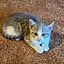 kitten, cat, pet, animal, feline, cute, young, small, fur, whiskers, ears, paws, carpet, indoor, domestic, resting, curious, looking, brown, gray