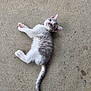 Miss Kitty is registered to the contest to win money with this photo: kitten, cat, animal, pet, lying_down, gray, white, fur, concrete, outdoor, young, cute, pink_nose, whiskers, tail, ears, small, playful, relaxed, curious