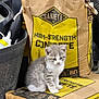 Miss Kitty is registered to the contest to win money with this photo: kitten, cat, concrete_bag, high_strength_concrete, gray_and_white, sitting, curious, indoor, bucket, tools, construction_material, pet, animal, young_animal, feline, soft_fur, small, cute, industrial, container