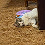 cat, carpet, toy, chair, table_leg, carpet_texture, indoor, pet, playful, lying_down, looking_at_camera, paw, fur, whiskers, eye, pink_nose, beige_carpet, wooden_furniture, floor, cozy