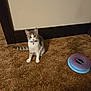 cat, pet, indoor, carpet, toy, collar, bell, sitting, looking_up, curious, feline, paws, striped, white_fur, gray_fur, tabby, baseboard, wall, floor, playful