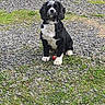 Boots joined the competition — help win amazing prizes! dog, puppy, black_and_white, sitting, gravel, grass, outdoor, pet, animal, cute, ball, collar, playful, nature, young_dog, fur, canine, alert, small_ball, daylight