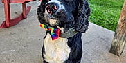 Boots joined the competition — help win amazing prizes! animal, background, black_and_white, bowtie, canine, collar, concrete, daytime, dog, ears, fur, grass, nose, outdoor, pet, porch, rainbow, rocking_chair, summer, sunlight